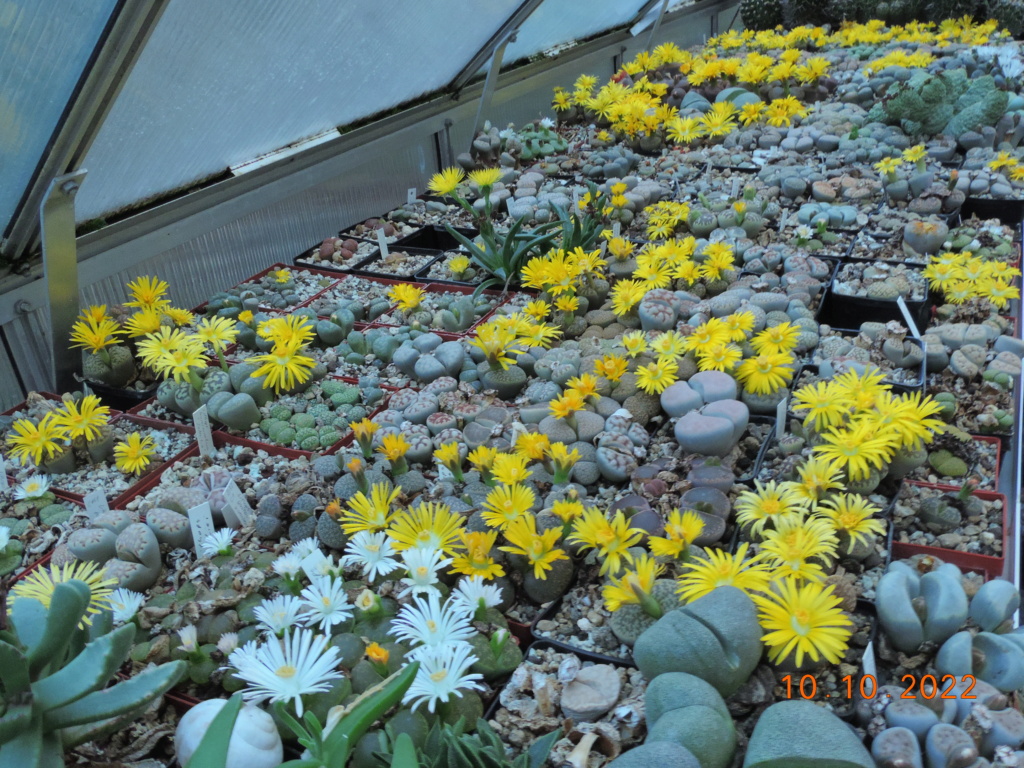 Cacti and Sukkulent in Köln, every day new flowers in the greenhouse Part 280 Bild9895
