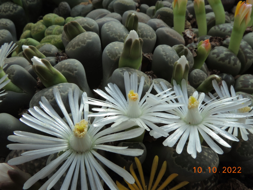 Cacti and Sukkulent in Köln, every day new flowers in the greenhouse Part 280 Bild9900