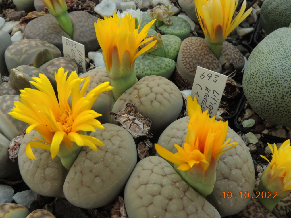 Cacti and Sukkulent in Köln, every day new flowers in the greenhouse Part 280 Bild9901
