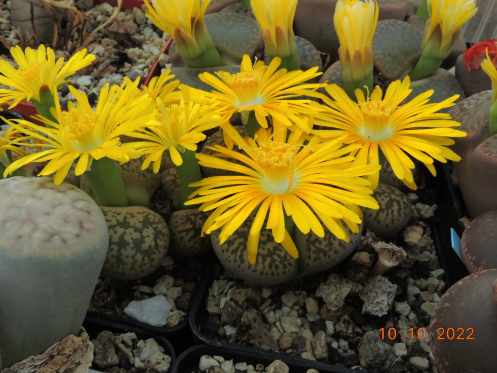 Cacti and Sukkulent in Köln, every day new flowers in the greenhouse Part 280 Bild9902