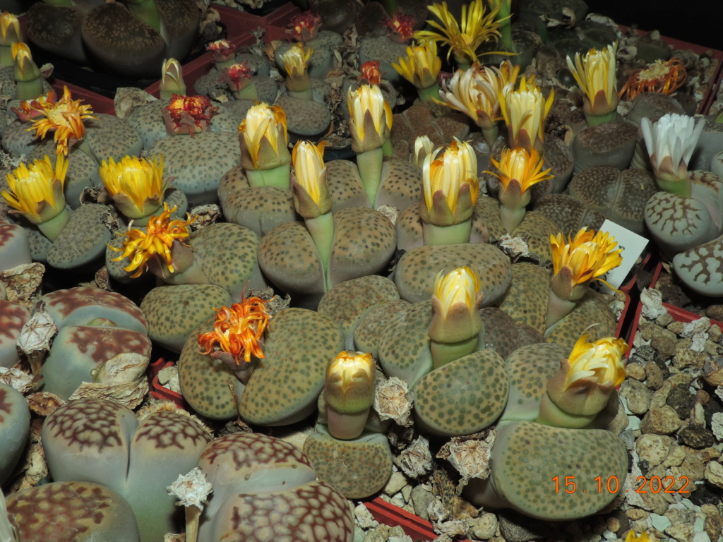 Cacti and Sukkulent in Köln, every day new flowers in the greenhouse Part 281 Bild9937