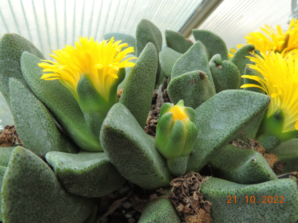 Cacti and Sukkulent in Köln, every day new flowers in the greenhouse Part 281 Bild9944