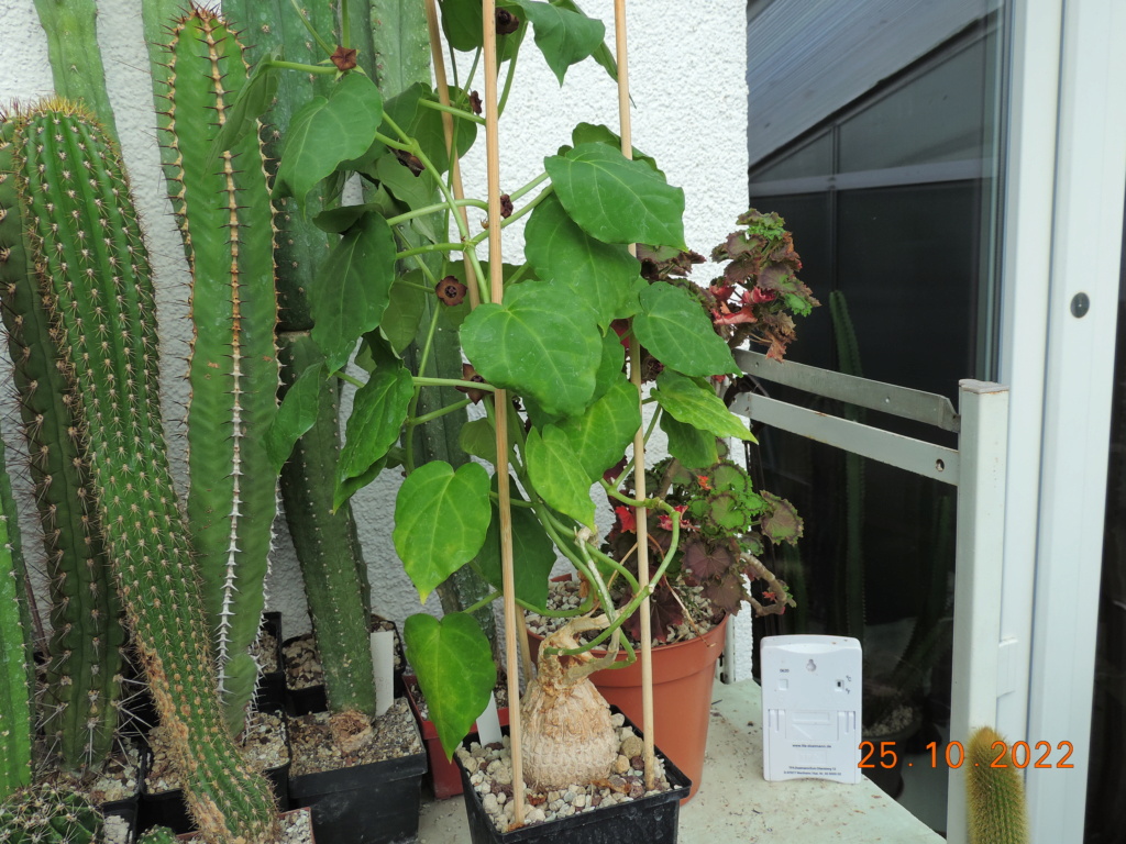 Cacti and Sukkulent in Köln, every day new flowers in the greenhouse Part 281 Bild9956