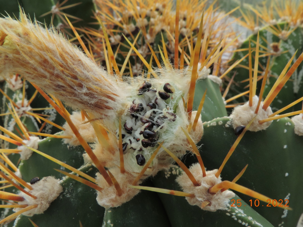 Cacti and Sukkulent in Köln, every day new flowers in the greenhouse Part 281 Bild9964