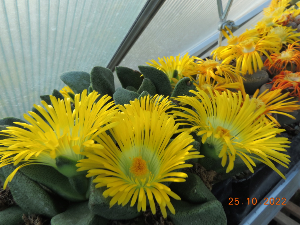 Cacti and Sukkulent in Köln, every day new flowers in the greenhouse Part 281 Bild9977