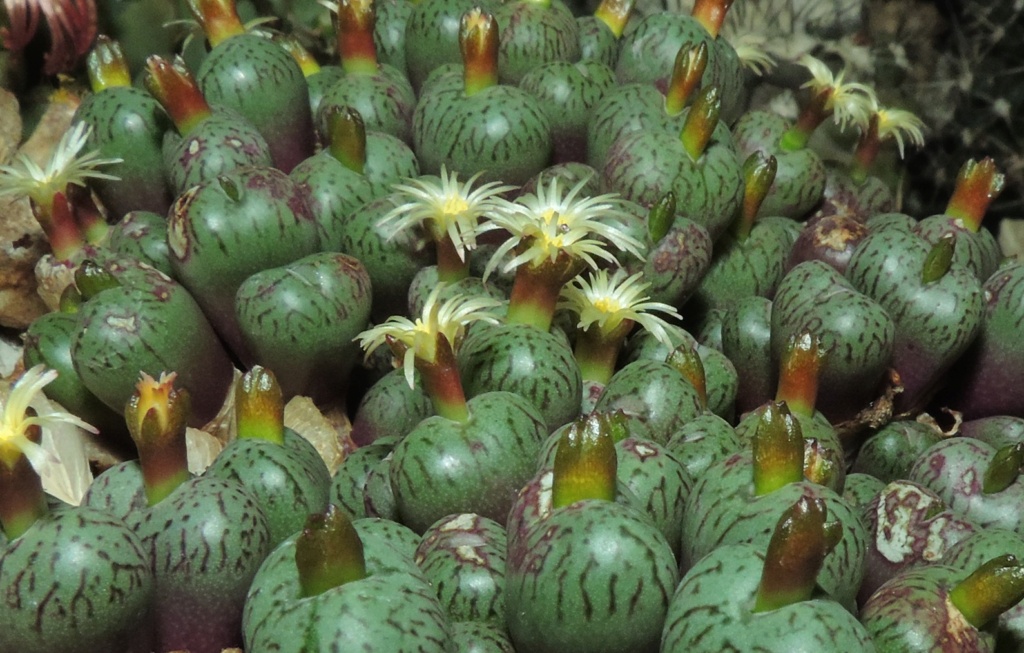 Cacti and Sukkulent in Köln, every day new flowers in the greenhouse Part 281 Bild9985