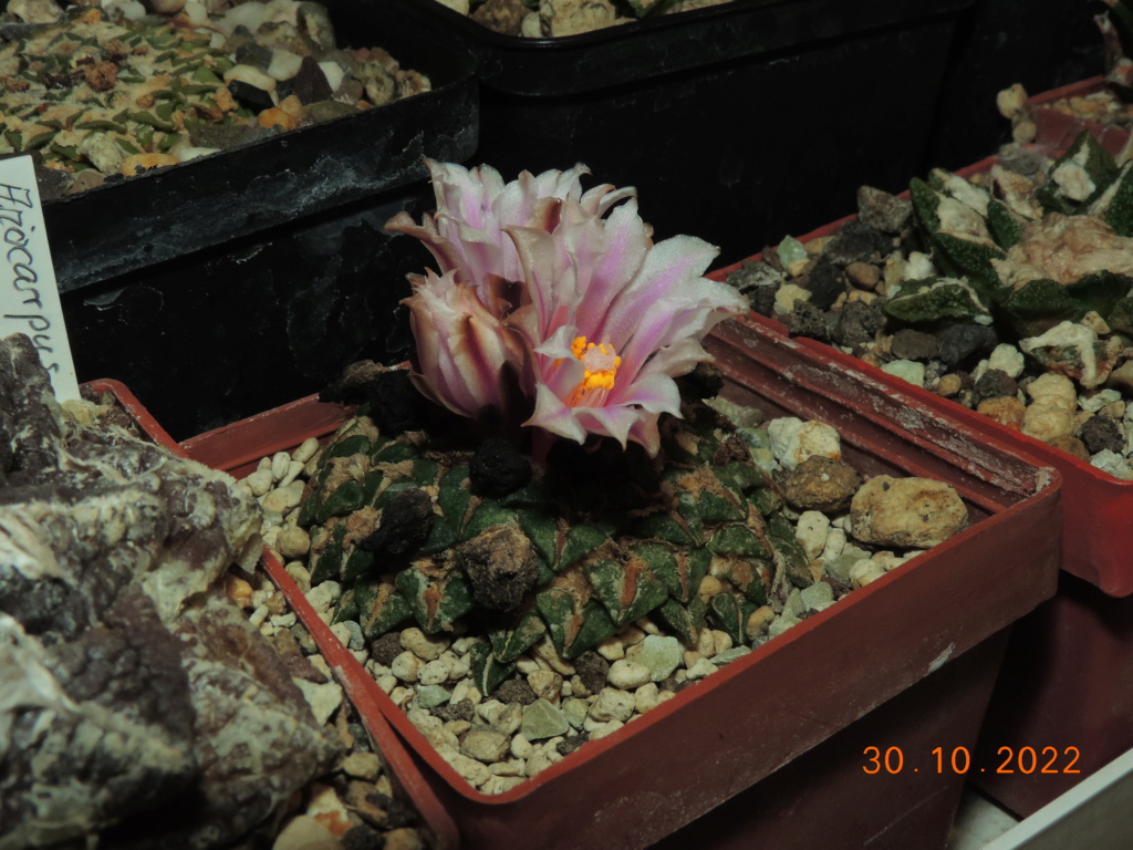 Cacti and Sukkulent in Köln, every day new flowers in the greenhouse Part 282 Bild9999