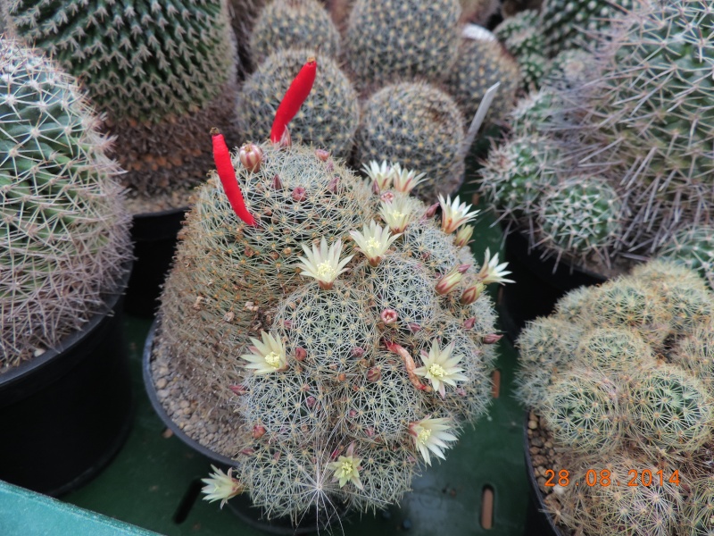 Cacti and Sukkulent in Köln, every day new flowers in the greenhouse Part 116 Bild_103