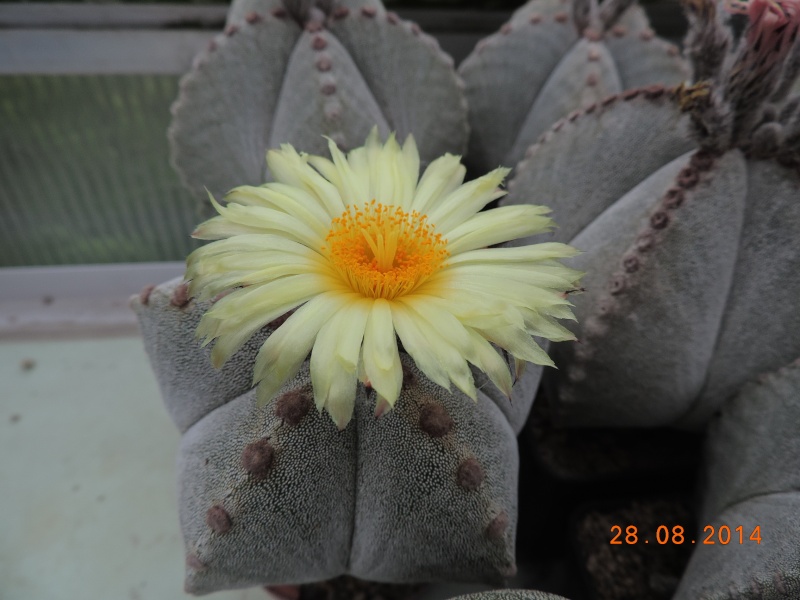 Cacti and Sukkulent in Köln, every day new flowers in the greenhouse Part 116 Bild_111