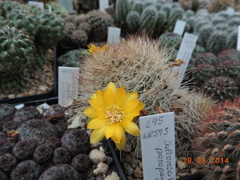Cacti and Sukkulent in Köln, every day new flowers in the greenhouse Part 116 Bild_114