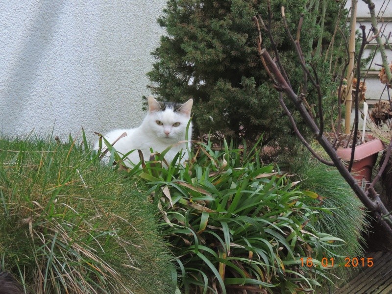 2015, jeden Tag neue Blüten im Gewächshaus Bild_120