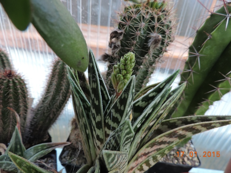 Cacti and Sukkulent in Köln, every day new flowers in the greenhouse Part 117 Bild_128