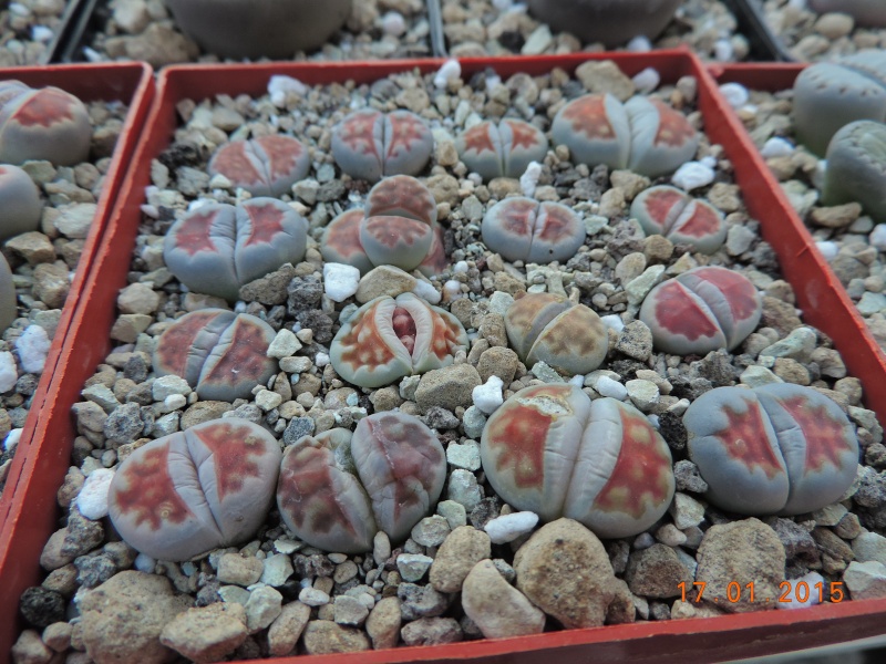 Cacti and Sukkulent in Köln, every day new flowers in the greenhouse Part 117 Bild_141