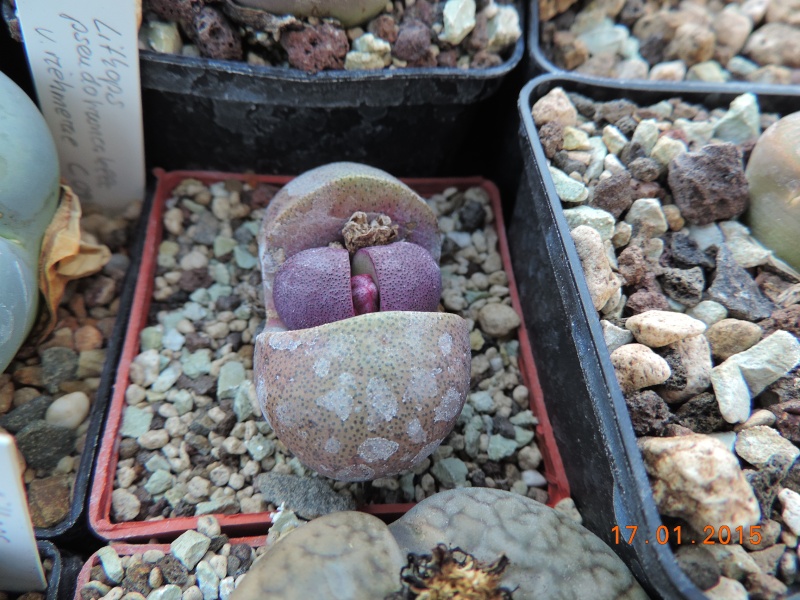 Cacti and Sukkulent in Köln, every day new flowers in the greenhouse Part 117 Bild_144