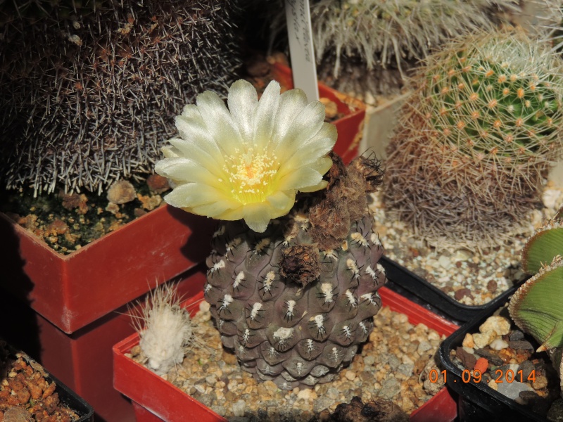 Cacti and Sukkulent in Köln, every day new flowers in the greenhouse Part 117 Bild_155
