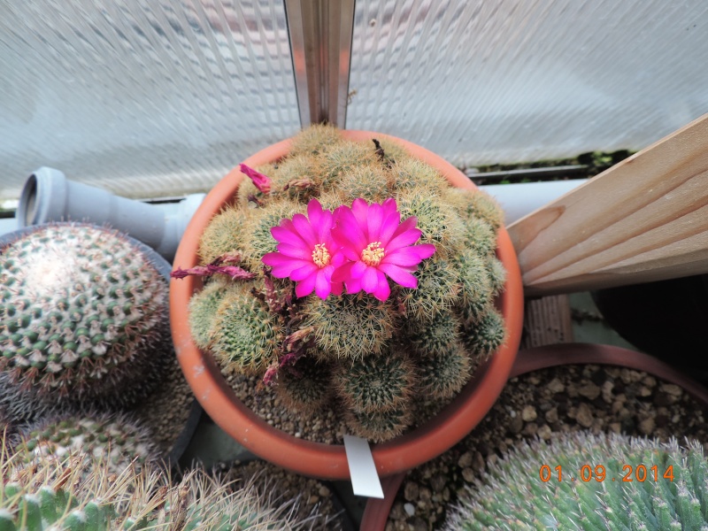 Cacti and Sukkulent in Köln, every day new flowers in the greenhouse Part 117 Bild_173