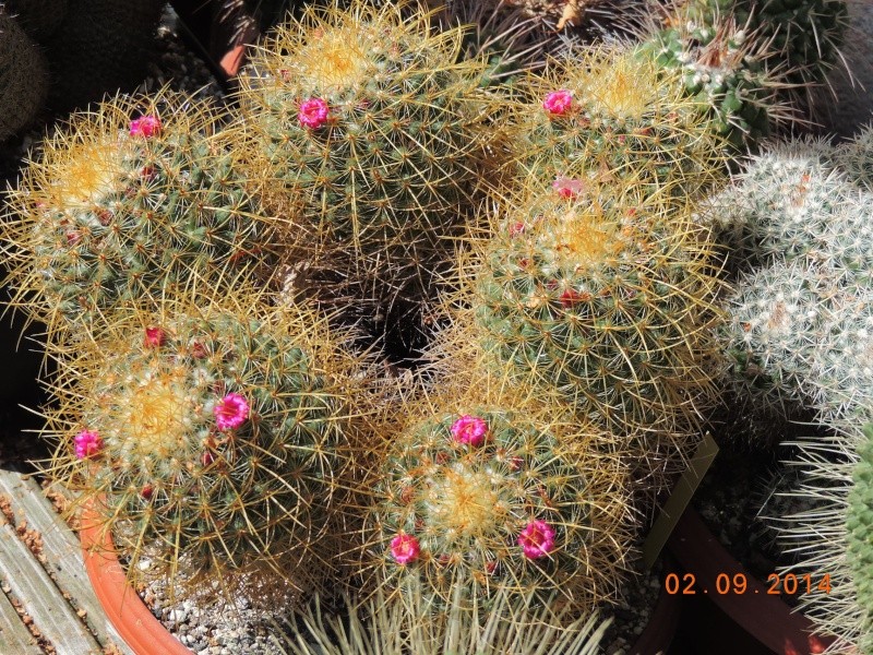 Cacti and Sukkulent in Köln, every day new flowers in the greenhouse Part 118 Bild_183