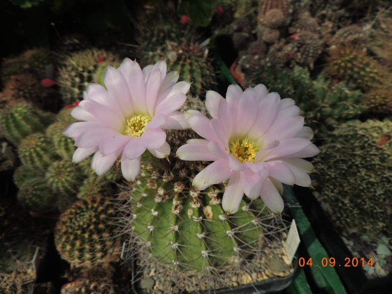 Cacti and Sukkulent in Köln, every day new flowers in the greenhouse Part 118 Bild_227