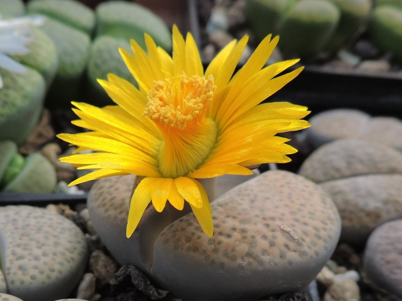 Cacti and Sukkulent in Köln, every day new flowers in the greenhouse Part 118 Bild_237