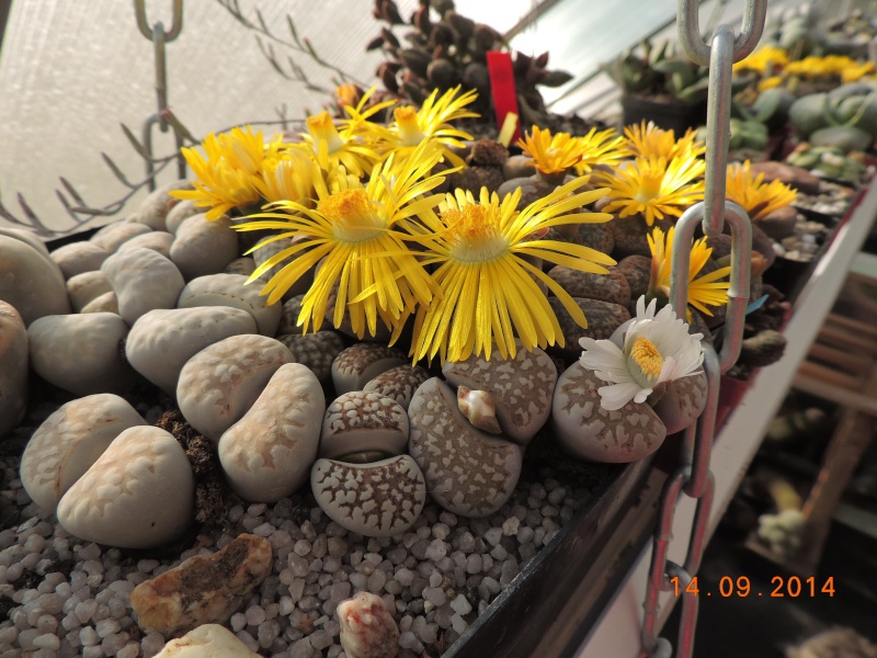 Cacti and Sukkulent in Köln, every day new flowers in the greenhouse Part 119 Bild_351