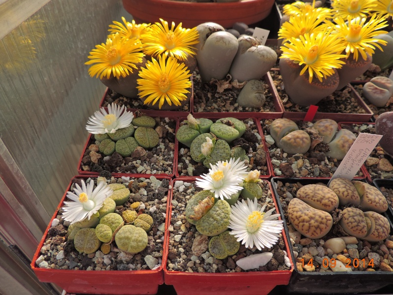 Cacti and Sukkulent in Köln, every day new flowers in the greenhouse Part 119 Bild_356