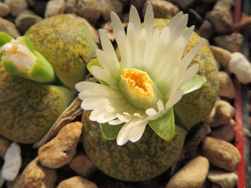 Cacti and Sukkulent in Köln, every day new flowers in the greenhouse Part 119 Bild_379