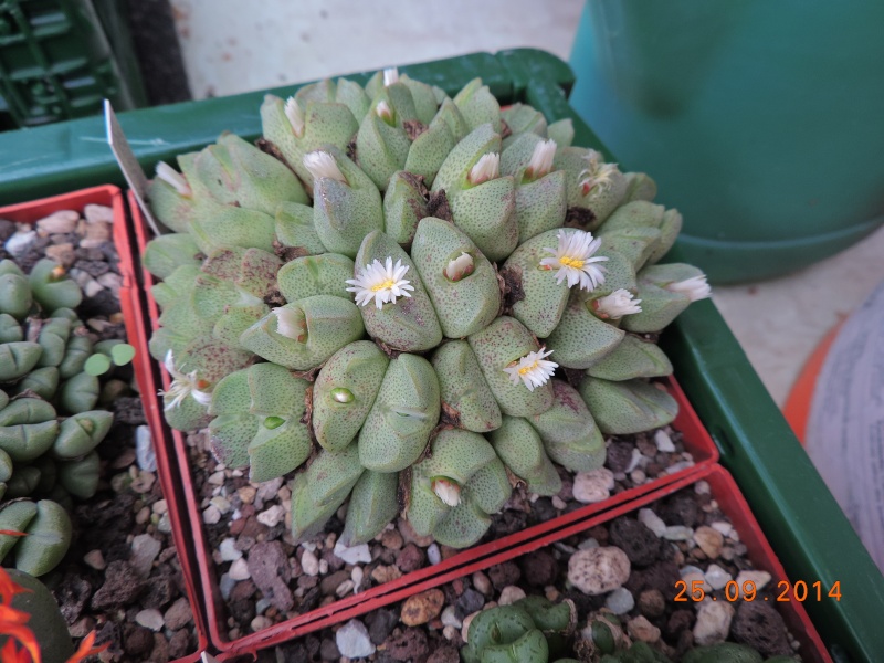 Cacti and Sukkulent in Köln, every day new flowers in the greenhouse Part 119 Bild_397