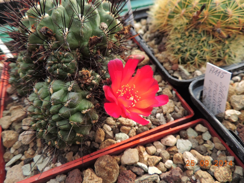 Cacti and Sukkulent in Köln, every day new flowers in the greenhouse Part 119 Bild_405