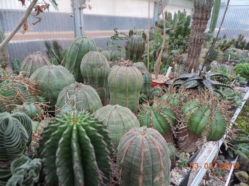 Cacti and Sukkulent in Köln, every day new flowers in the greenhouse Part 120 Bild_445