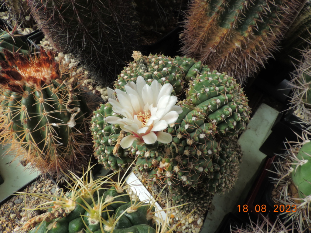 Cacti and Sukkulent in Köln, every day new flowers in the greenhouse Part 293 Bild_456