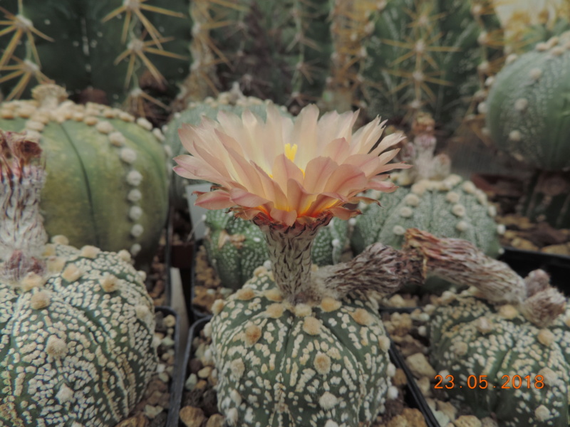 Cacti and Sukkulent in Köln, every day new flowers in the greenhouse Part 195 Bild_479