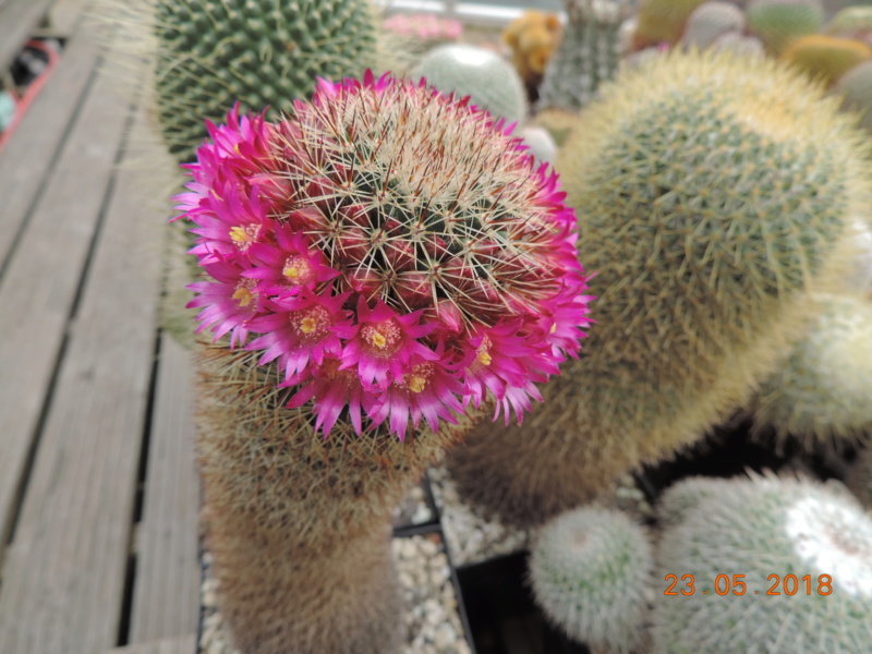 Cacti and Sukkulent in Köln, every day new flowers in the greenhouse Part 195 Bild_489