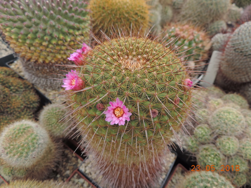 Cacti and Sukkulent in Köln, every day new flowers in the greenhouse Part 195 Bild_492