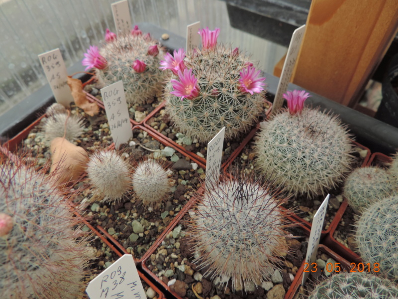 Cacti and Sukkulent in Köln, every day new flowers in the greenhouse Part 195 Bild_496