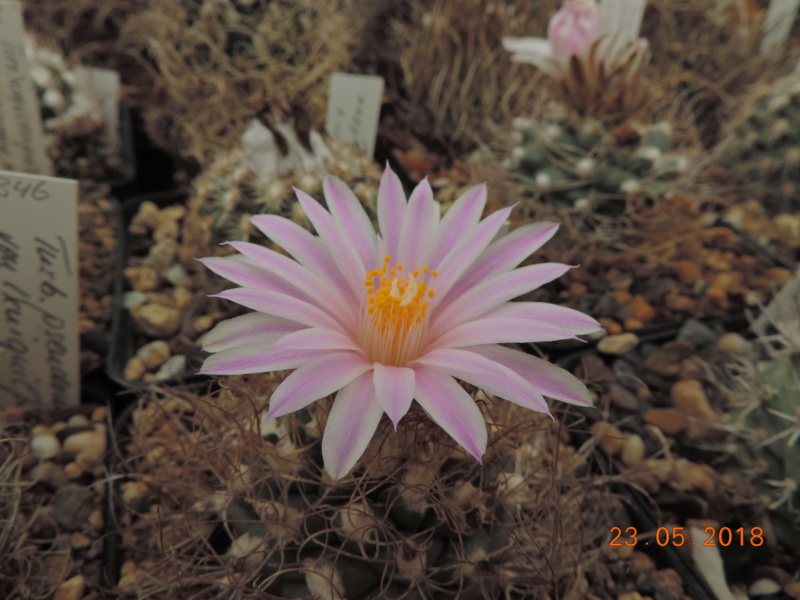 Cacti and Sukkulent in Köln, every day new flowers in the greenhouse Part 195 Bild_538