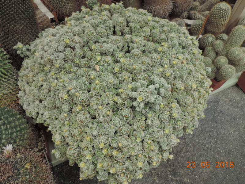 Cacti and Sukkulent in Köln, every day new flowers in the greenhouse Part 195 Bild_553