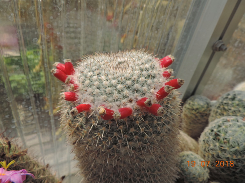 Cacti and Sukkulent in Köln, every day new flowers in the greenhouse Part 196 Bild_669