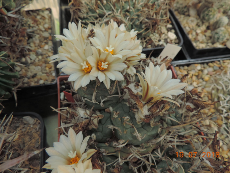 Cacti and Sukkulent in Köln, every day new flowers in the greenhouse Part 196 Bild_727