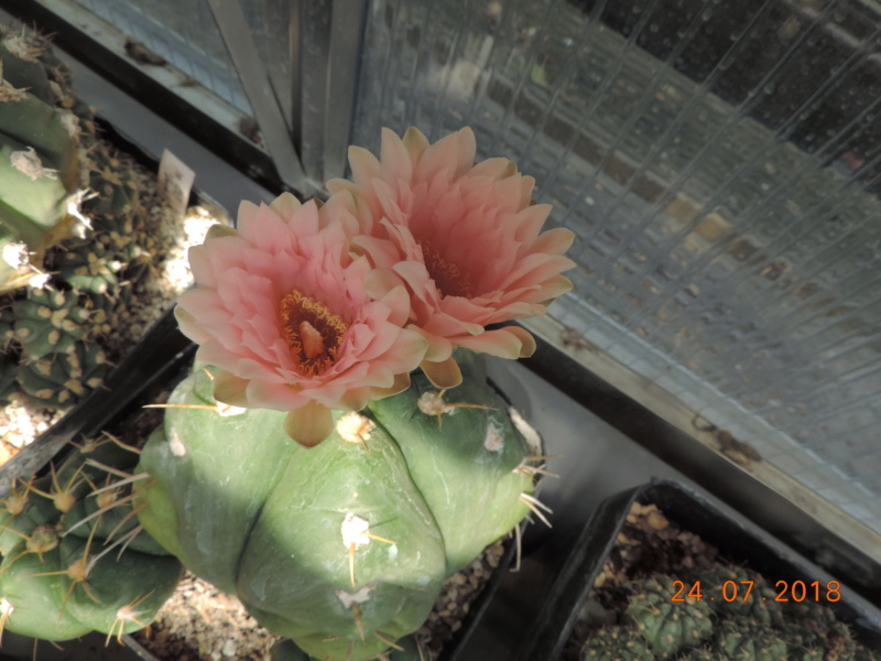 Cacti and Sukkulent in Köln, every day new flowers in the greenhouse Part 197 Bild_765