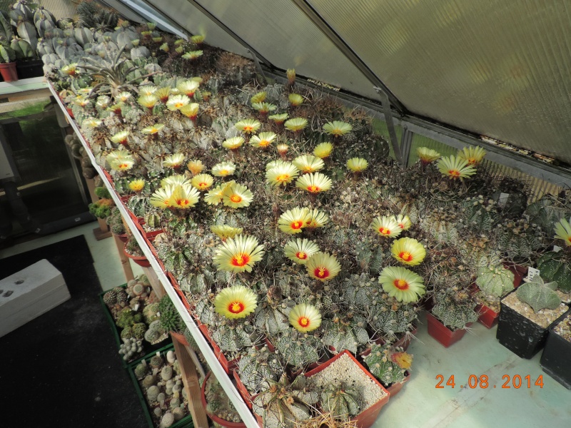 Cacti and Sukkulent in Köln, every day new flowers in the greenhouse Part 116 Bild_868