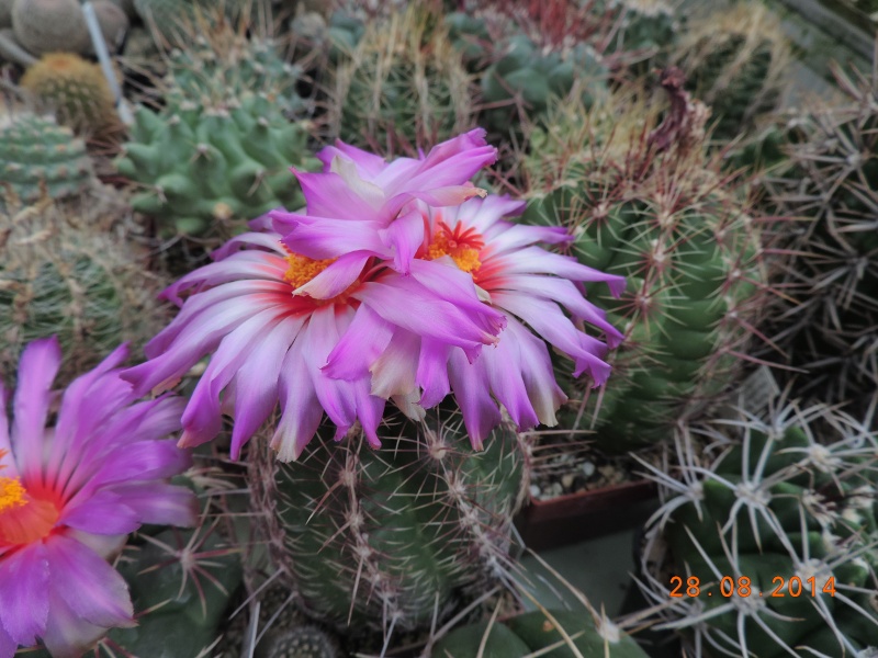 Cacti and Sukkulent in Köln, every day new flowers in the greenhouse Part 116 Bild_890