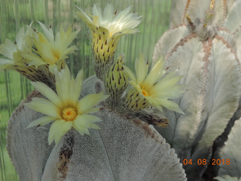 Cacti and Sukkulent in Köln, every day new flowers in the greenhouse Part 197 Bild_920