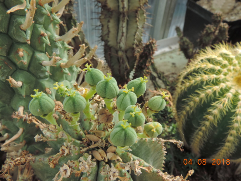 Cacti and Sukkulent in Köln, every day new flowers in the greenhouse Part 197 Bild_961