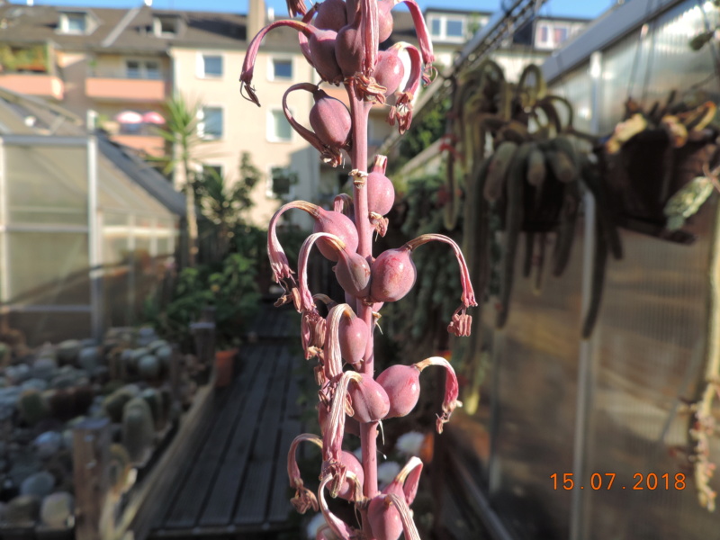 Cacti and Sukkulent in Köln, every day new flowers in the greenhouse Part 197 Bild_971