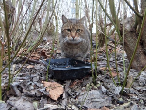 Minou / Léo, chat tigré libre, gentil, trop pour rester dehors, cherche un doux foyer ! --> accueilli par Christèle et sa famille ! Merci !! Sam_0519