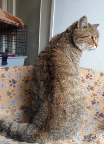 Minou / Léo, chat tigré libre, gentil, trop pour rester dehors, cherche un doux foyer ! --> accueilli par Christèle et sa famille ! Merci !! Sam_1910