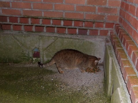 Minou / Léo, chat tigré libre, gentil, trop pour rester dehors, cherche un doux foyer ! --> accueilli par Christèle et sa famille ! Merci !! Sam_9914