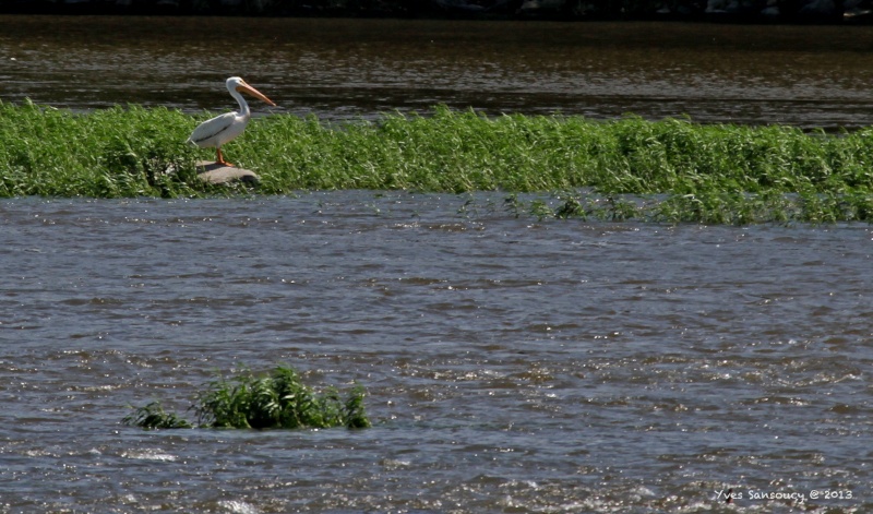 Oiseaux d'ici ou d'ailleurs Img_2310