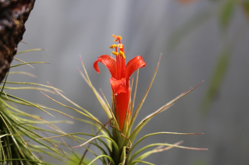 Tillandsia funckiana Img_0610