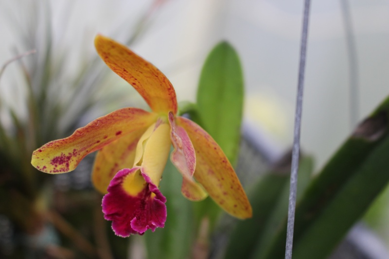 Cattleya, laelia? ou autres Img_0819